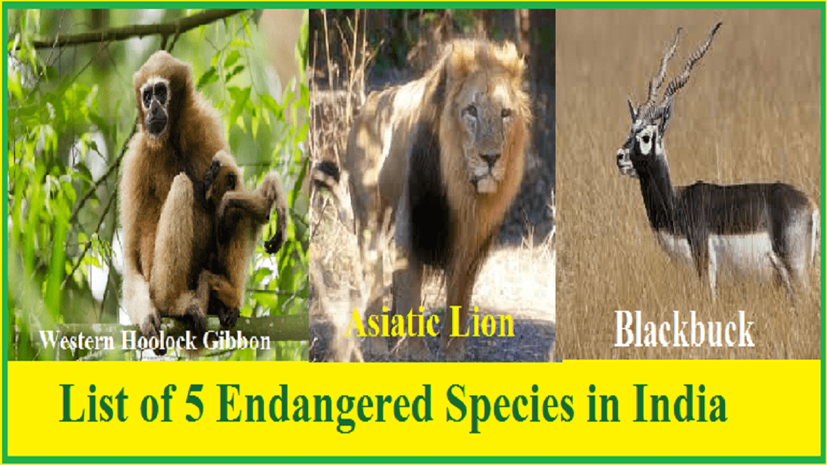 article on endangered species in india